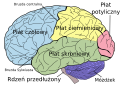 Brain diagram pl.svg