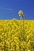 Brassica napus blooming rapeseed, April