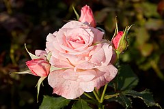 La majorité des roses modernes sont à fleurs doubles.