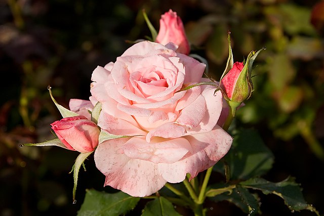 Hybrid tea rose - Wikipedia