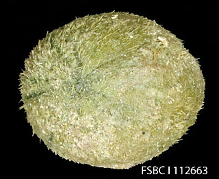 <i>Brissopsis alta</i> species of echinoderm