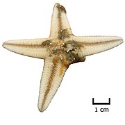 Broken starfish.jpg