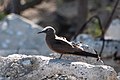 Brown Noddy Sand Island Midway Atoll 2018-12-09 15-44-52 (47242067782).jpg