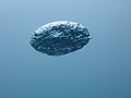 Bubble of exhaled gas from scuba diver P8040877.jpg