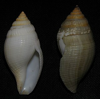 <i>Buccinaria</i> genus of small to medium-sized sea snails (fossil)