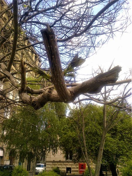 File:Bucuresti, Romania. Arborele Paulownia. Au inceput sa apara frunzele pe crengi aparent moarte. Aprilie 2017.jpg