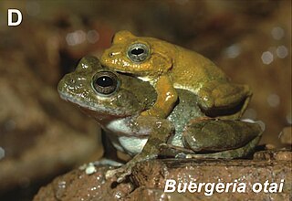 <i>Buergeria otai</i> Species of amphibian