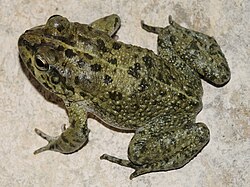 Bufo arabicus. 
 JPG