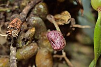 Bulbophyllum griffithii 溪頭豆蘭 (30392180184).jpg