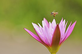 water lily