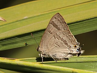 <i>Virachola isocrates</i> Species of butterfly