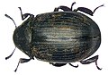 Byrrhus pilula (Linné, 1758) Byrrhidae