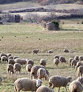 Fészer egy mező közepén Saumane-ben