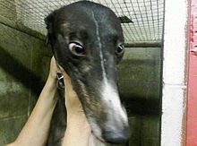 Crated greyhound at Jefferson County Kennel Club in Florida Caged greyhound.jpg