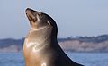 * Nomination California sea lions (Zalophus californianus) in Scripps Park in La Jolla --Rhododendrites 00:52, 6 December 2016 (UTC) * Promotion Good quality. --A.Savin 01:49, 6 December 2016 (UTC)