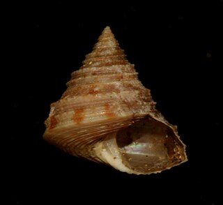 <i>Calliostoma shinagawaense</i> Species of gastropod