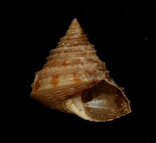 <i>Calliostoma shinagawaense</i> species of mollusc