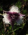 Calochortus elegans var. nanus