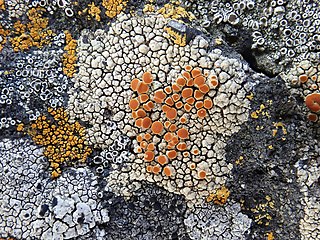 <i>Caloplaca maculata</i> Species of lichen