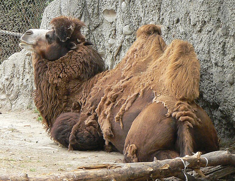 File:Camelus bactrianus mexico zoo.jpg