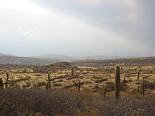 El parque nacional Los Cardones posee en sus 64.117 hectáreas, una gran cantidad de vegetación prepuneña característica de la provincia, además de cantidad de restos paleontológicos de importancia y pisturas rupestres