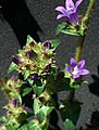 Campanula glomerata, Clustered bellflower - Peurankello Kerava, Finland