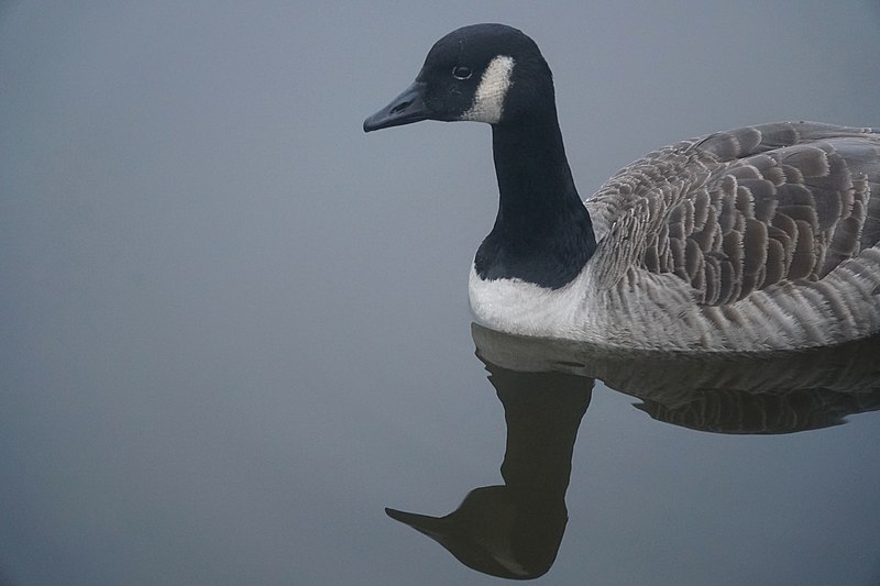 File:Canada Goose in Edinburgh 05.jpg