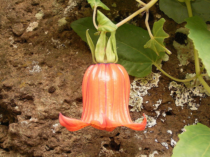 File:Canarina canariensis (Los Tilos) 02.jpg