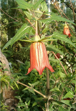 <i>Canarina canariensis</i> Species of flowering plant in the bellflower family Campanulaceae