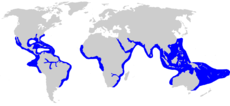 Rozšíření žraloka bělavého (modře).