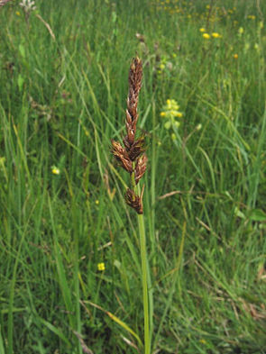 Zweizeilige Segge (Carex disticha)