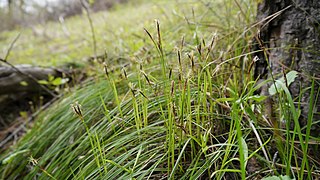 <i>Carex geyeri</i> Species of grass-like plant