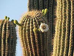 Saguaro