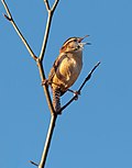 Thumbnail for File:Carolina wren (03389).jpg