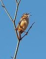 * Nomination Carolina wren singing in Brooklyn Botanic Garden --Rhododendrites 01:33, 10 December 2020 (UTC) * Promotion  Support Good quality. --Podzemnik 04:00, 10 December 2020 (UTC)