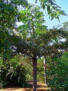 Caryota mitis Habitus