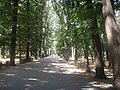 Thumbnail for Parco delle Cascine