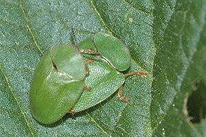 Green tortoise beetles when mating