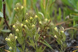 Castilleja victoriae (Victoria's Paintbrush).jpg