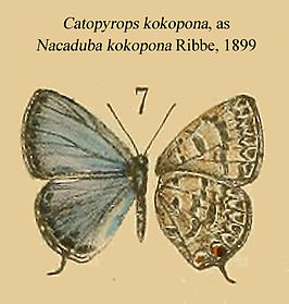 Catopyrops kokopona