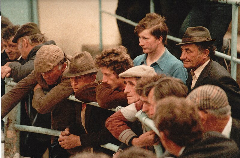 File:Cattle Auction (14202197504).jpg