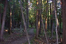 Cedar bog self-guiding trail winds through an aspen forest in the park to descend into a bog of eastern white cedar. Cedar Bogs are uncommon in Manitoba. Cedarbogtrail.JPG