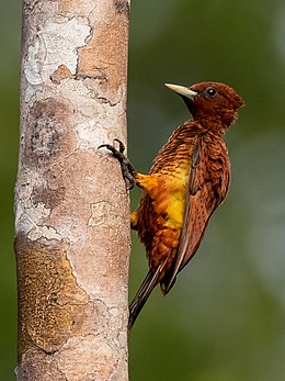 Celeus grammicus - Scaly-breasted woodpecker (female), Manacapuru, Amazonas, Brazil.jpg