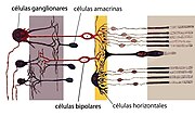 Miniatura para Células bipolares de la retina