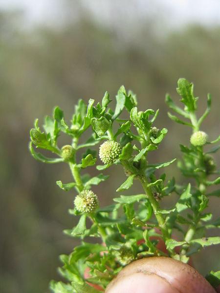 File:Centipeda minima flower3 (8417572015).jpg