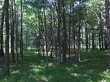 A forest in Orange County in the summer Central North Carolina forest.jpg