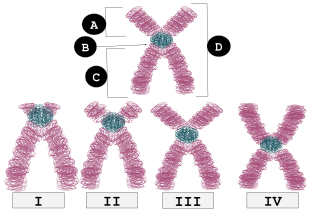 Chromosome arms can have different length ratios. Robertsonian translocation occurs in acrocentric chromosome pairs (number II in the image), where the short arms are fairly short but not very short. A: Short arm (p arm)
B: Centromere
C: Long arm (q arm)
D: Sister chromatids Centromere Placement.svg
