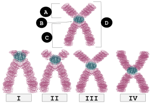 robertsonian translocation animation