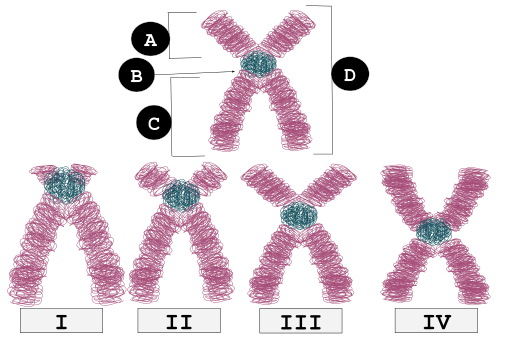 File:Centromere Placement.svg