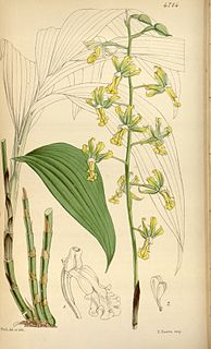 <i>Cephalantheropsis</i> Genus of orchids